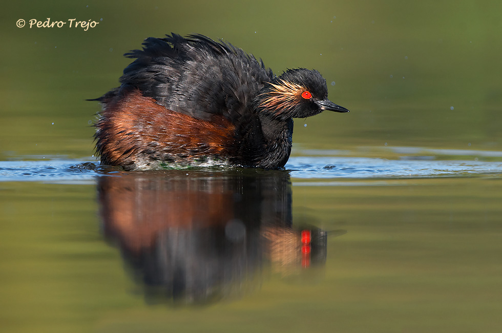 Zampullin cuellinegro (Podiceps nigricollis)